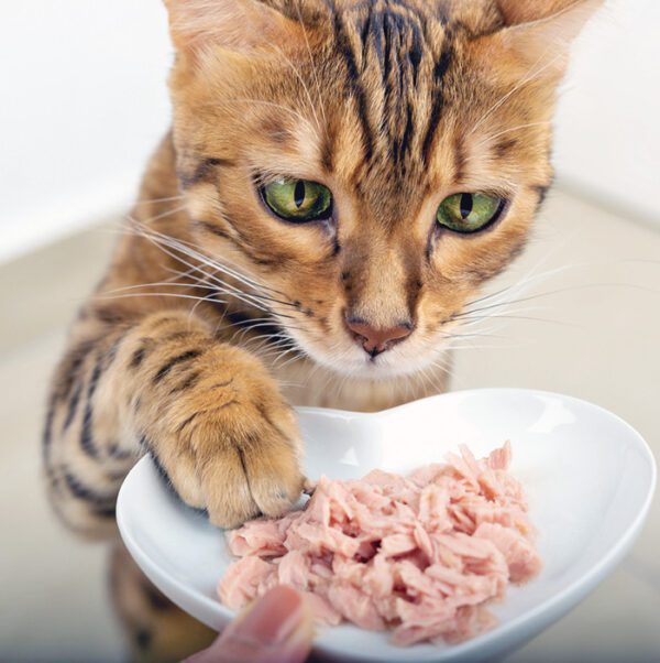 Wet Food, Dry? Both? Catwatch Newsletter