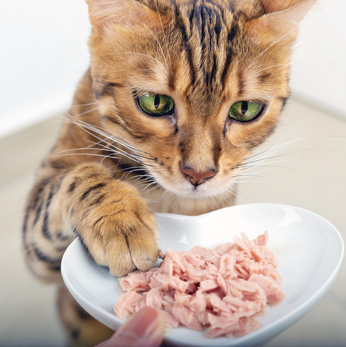 Wet Food Dry Both Catwatch Newsletter
