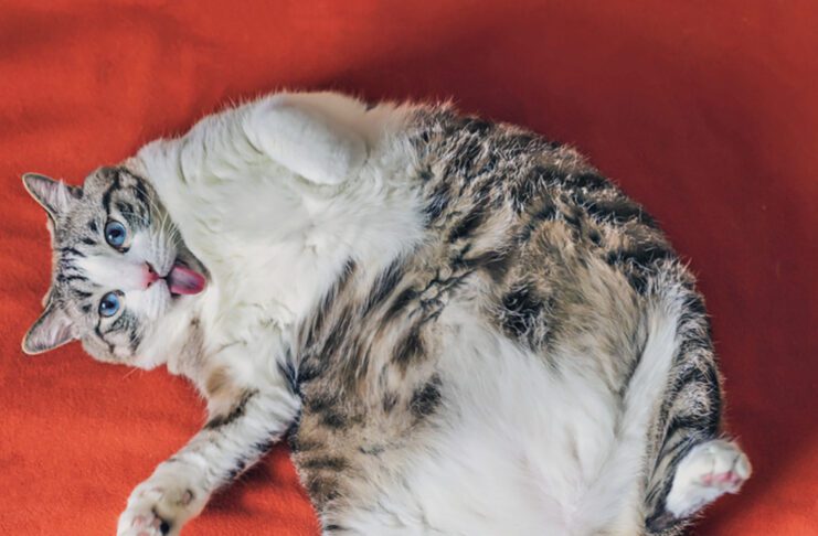 End the Wave of Fat Cats - Catwatch Newsletter