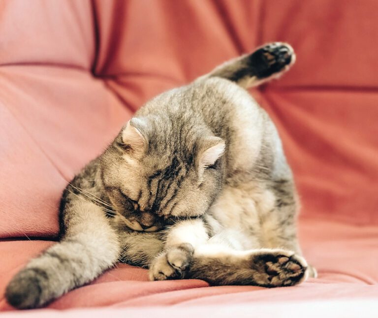 Loud and Active Senior Cats