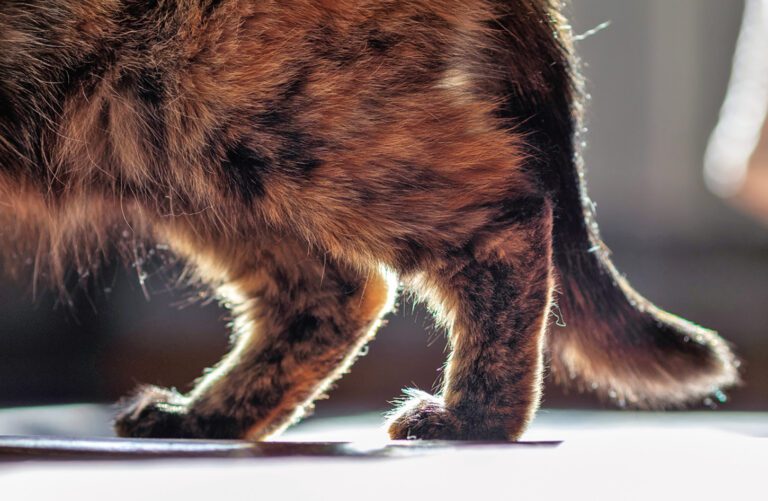 Feline Polyarthritis