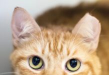 Neutering a Cryptorchid Cat