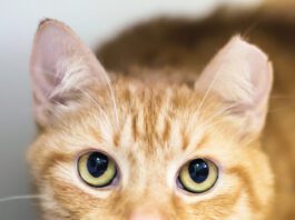 Neutering a Cryptorchid Cat