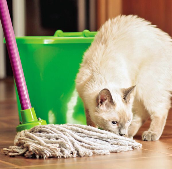 Fecal Incontinence in Cats Catwatch Newsletter