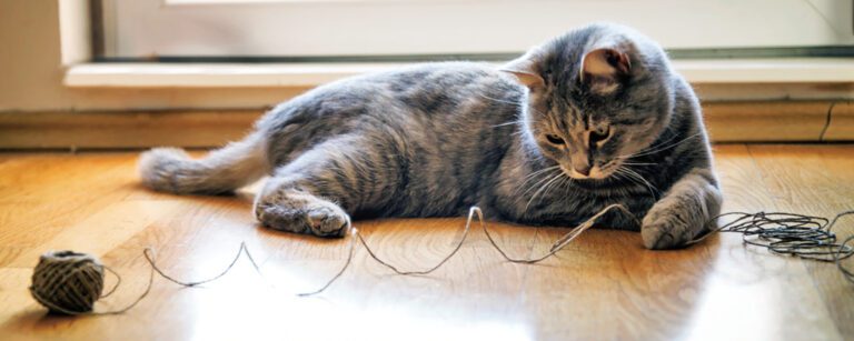 When Your Cat Eats String