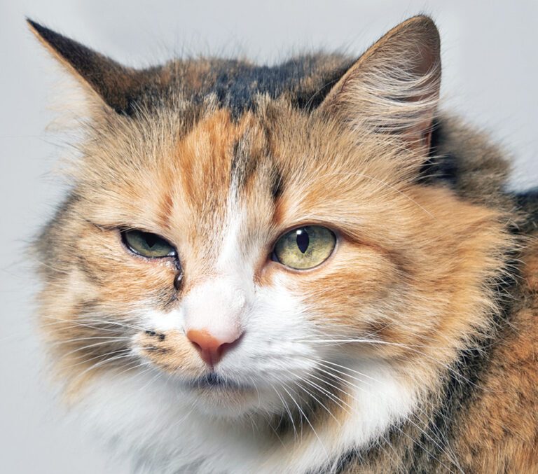 Discharge from Cat’s Eyes