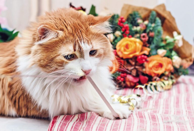 Feline Intestinal Blockages Are Bad News