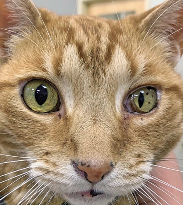 Horner’s Syndrome Catwatch Newsletter