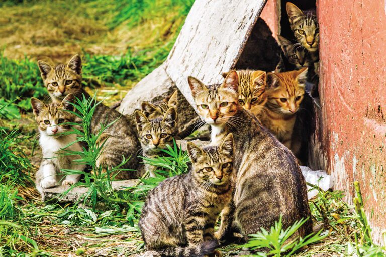 How Neutering Pets Affects Feral and Stray Cats