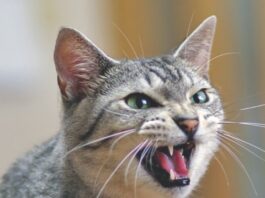 Angry, Aggressive Cats - Catwatch Newsletter