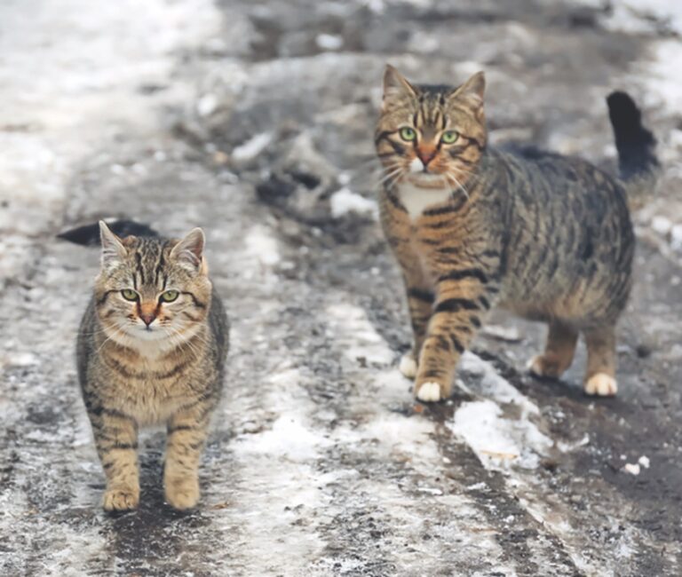 How to Help a Feral Cat