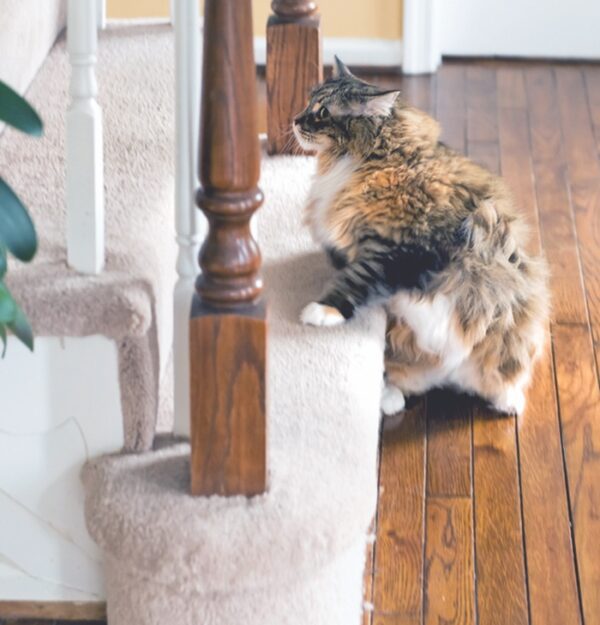 Feline Hip Dysplasia Catwatch Newsletter