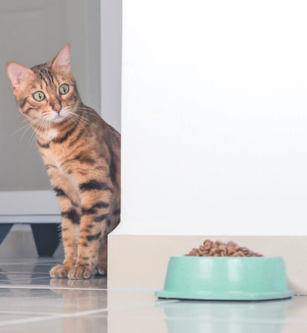 Is Pricier Cat Food Worth It? Catwatch Newsletter