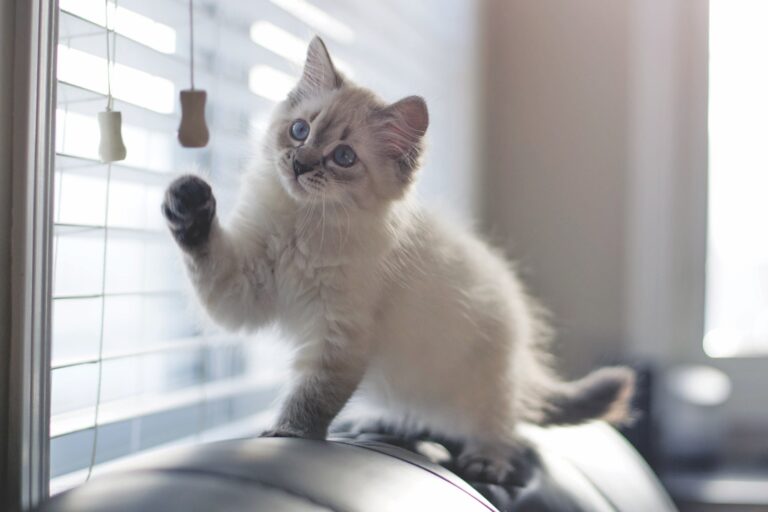 Indoor Hazards for Cats
