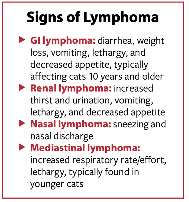 Picture of The Most Common Cancer - Catwatch Newsletter