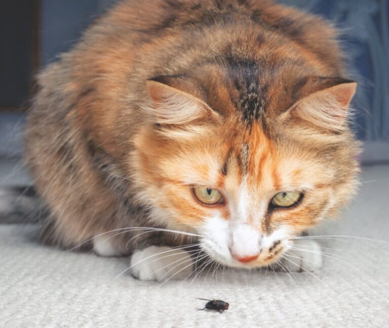 Insect Sources As Protein in Cat Food