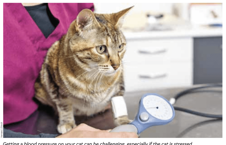 Enlarged Kidneys in Cats