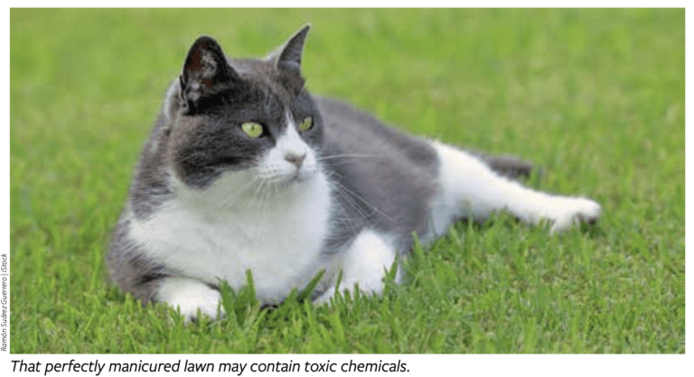 Are Lawn Chemicals Harmful?