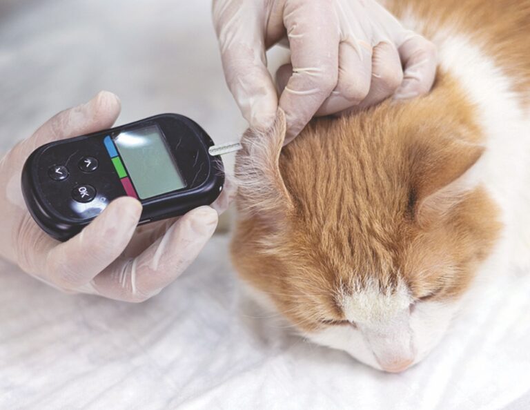 Could Your Cat Be Diabetic?