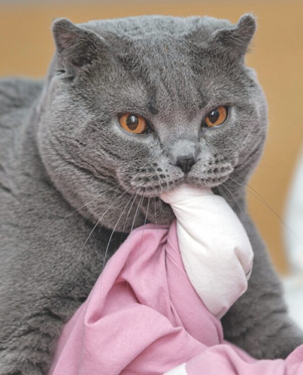 Why Is My Cat Eating That? Catwatch Newsletter