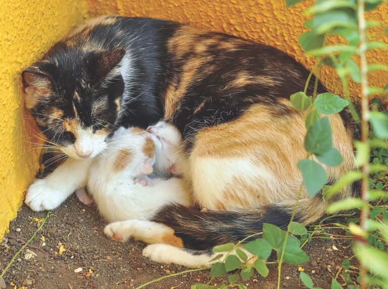 You Found a Litter of Kittens
