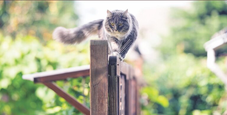 Tending to Tail Trauma