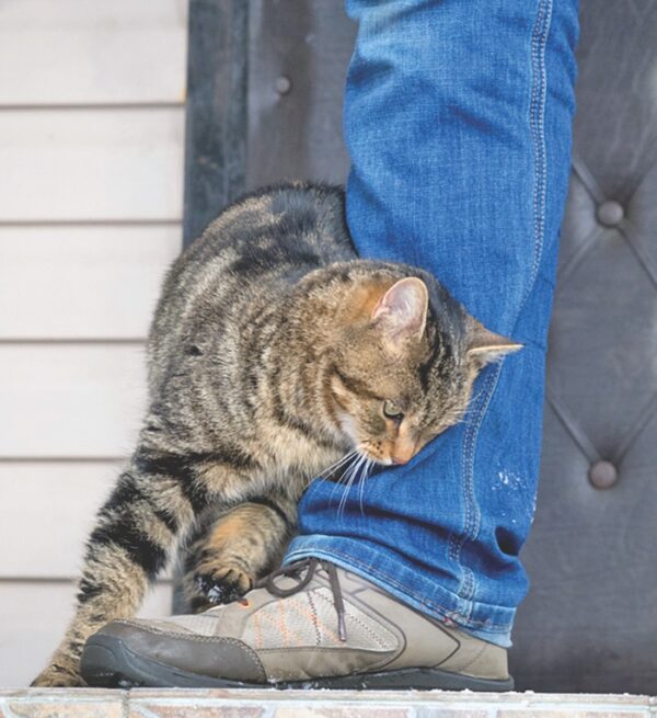 spayed-cat-has-heat-cycles-catwatch-newsletter