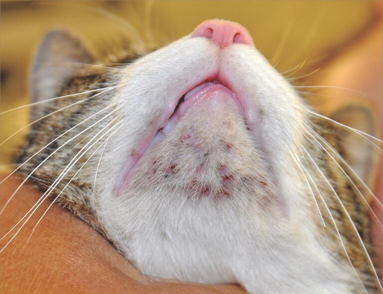 Monitoring Feline Acne