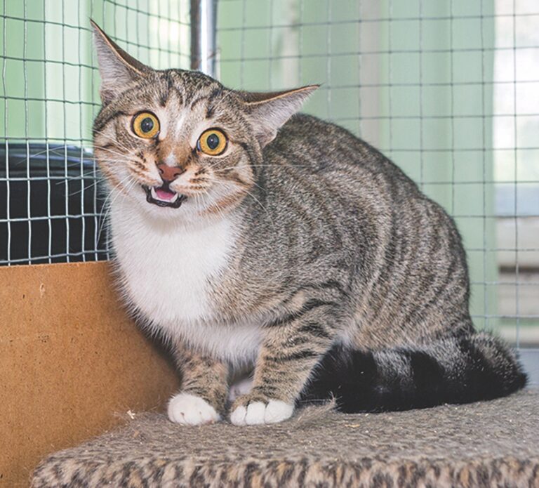 Adopting a Rescue Cat