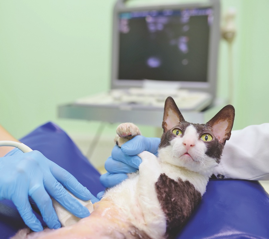 Pancreatitis in Cats - Catwatch Newsletter - Cats With Leukemia Prone To Secondary Pancreatitis