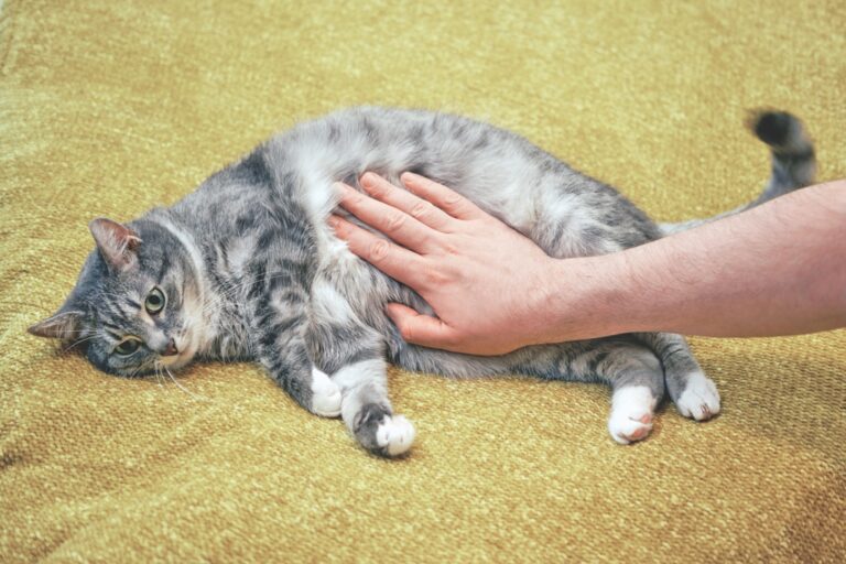 Managing Pancreatitis In Cats