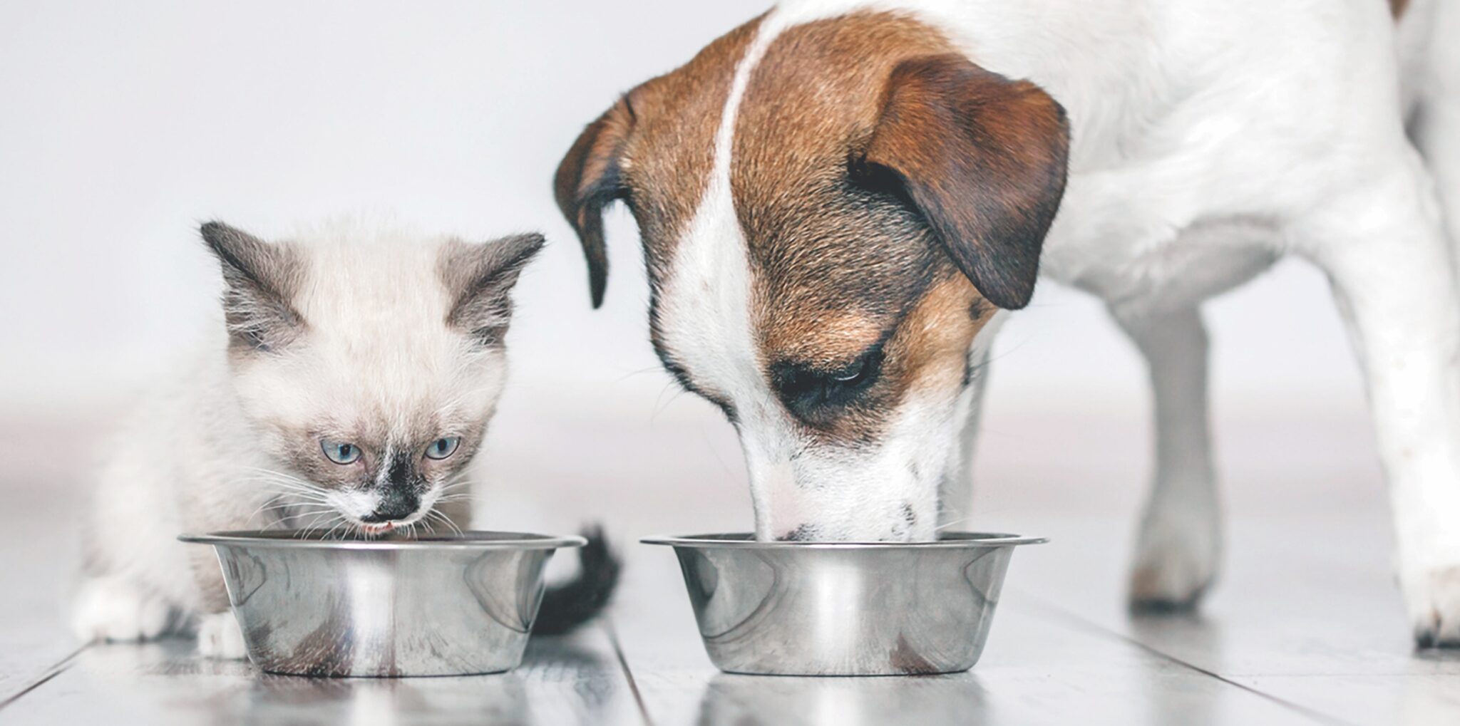 Can My Cat Eat Dog Food? Dog food is fine as a snack, but not for meals
