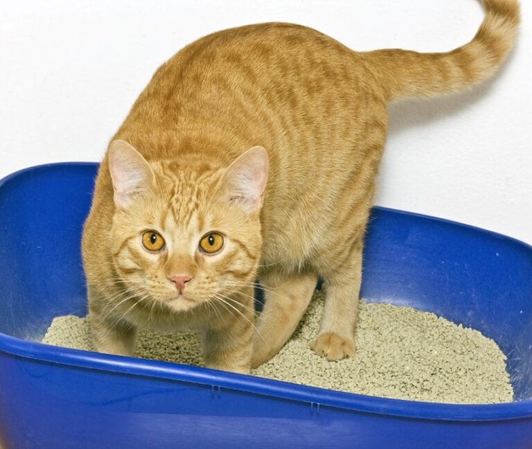Suspected Urinary Problems