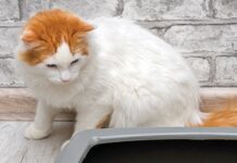 Kitty Litter Choices