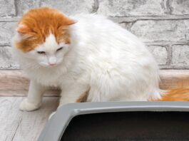 Kitty Litter Choices