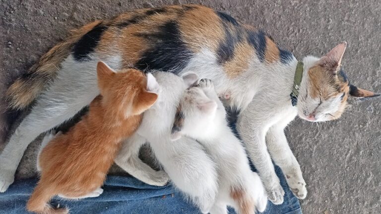Mammary Gland Infections