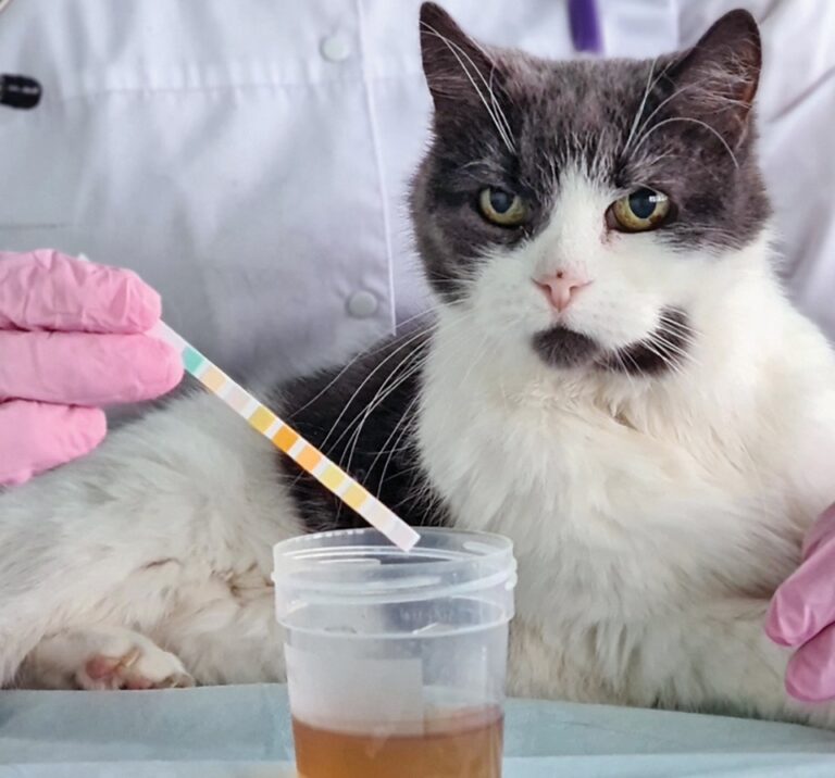 How to Collect a Urine Sample