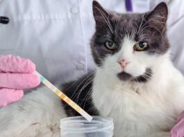 Crystalluria in Cats