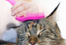 Cat Resists Grooming