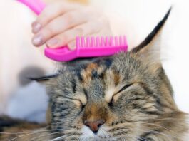 Cat Resists Grooming