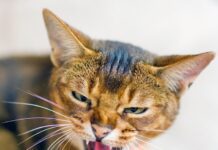 How to Handle Aggression