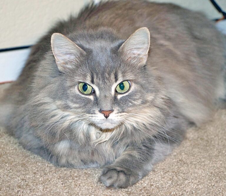 Feline Heart Disease