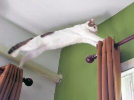 Calming Treats for Cats