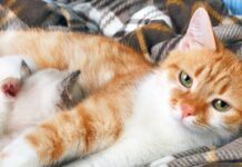 Mammary Gland Growth