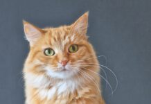 Targeting the Source of Orange Colors in Cats