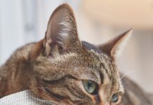 Kidney Disease in Senior Cats Watching for early signs can extend your cat’s life