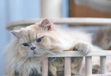 Cats Can Suffer from Arthritis