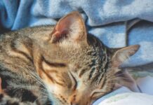 Managing Feline Dementia