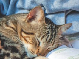 Cornell University Bird Flu Resource Center