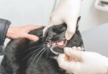 Why Use Dental Anesthesia?